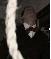 hanging1RIDOTTO.jpg