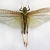 La locusta s’&egrave; posata