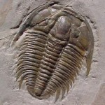 trilobita