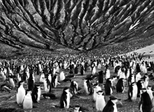 salgado_penguins